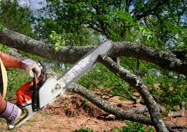 Tomahawk, WI Tree Care Company
