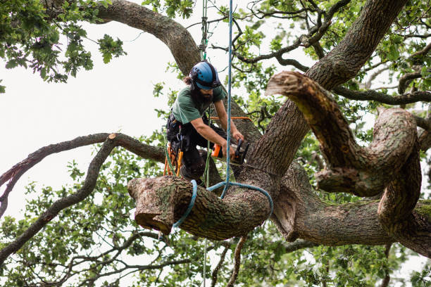 Best Firewood Processing and Delivery  in Tomahawk, WI