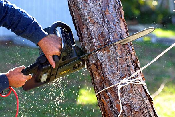 Leaf Removal in Tomahawk, WI